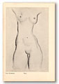 Torso
